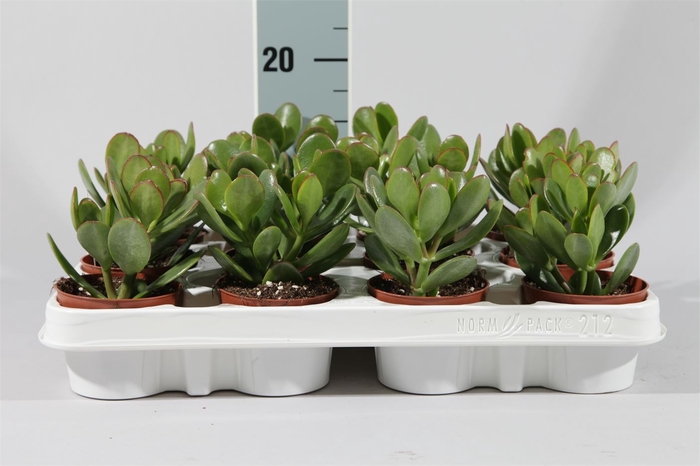 <h4>Crassula ovata 'Hummels Sunset'</h4>