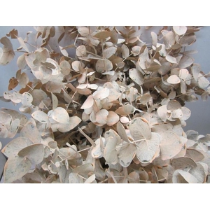 Euc Cinerea Zalm