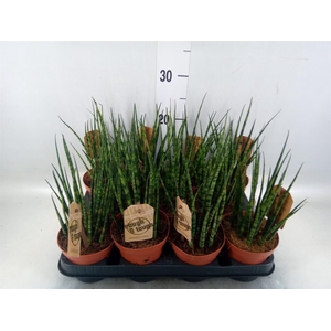 Sansevieria  'Fernwood'
