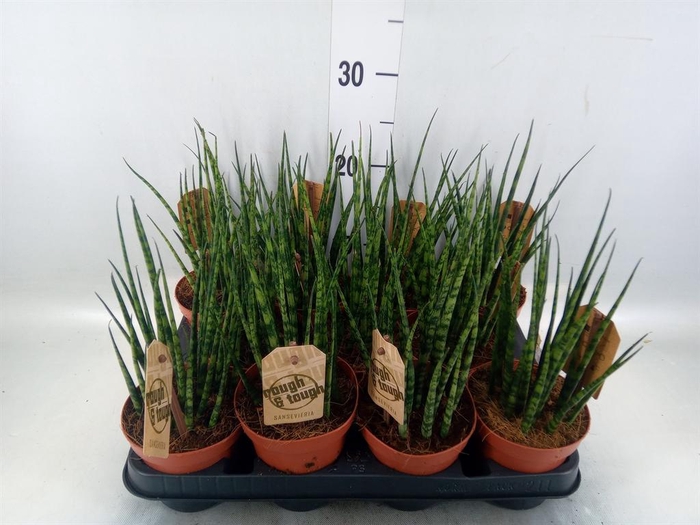 <h4>Sansevieria  'Fernwood'</h4>