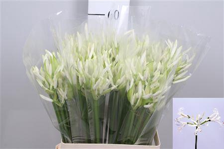 <h4>Ne Bo White Charm</h4>