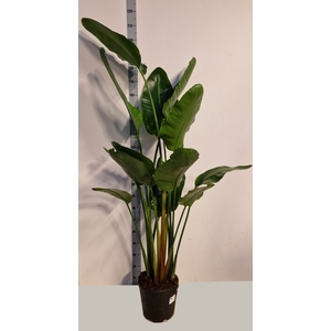 STRELITZIA ALBA