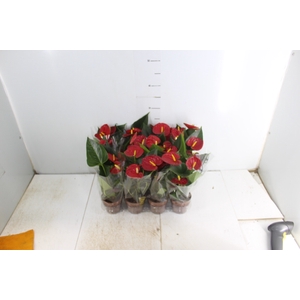 ANTHURIUM RED SUCCESS P09