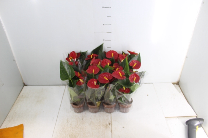ANTHURIUM RED SUCCESS P09