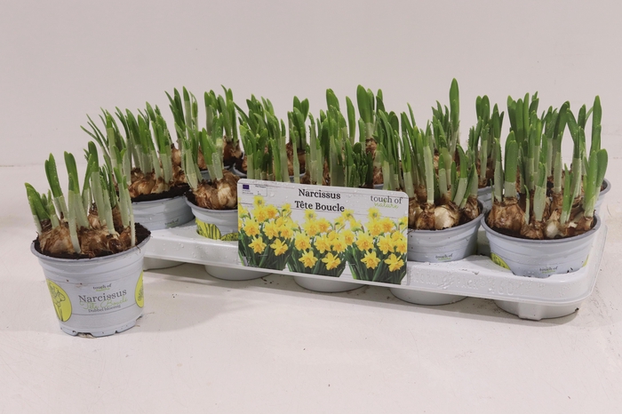 <h4>NARC D TETE BOUCLE</h4>