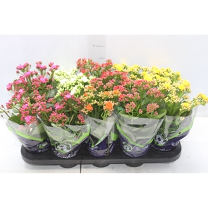 KALANCHOE DOBRADO P11