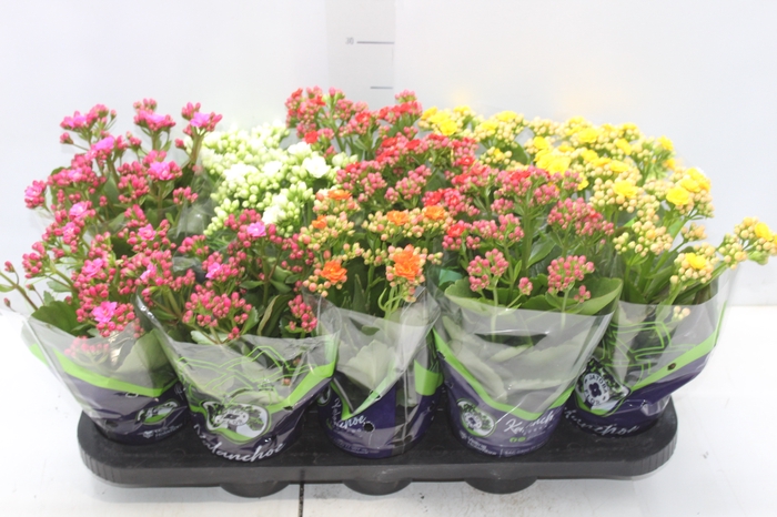 <h4>KALANCHOE DOBRADO P11</h4>