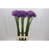Allium 'Gladiator'