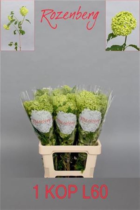 <h4>Viburnum Roseum St 1/2 Bal</h4>