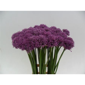 ALLIUM GLADIATOR