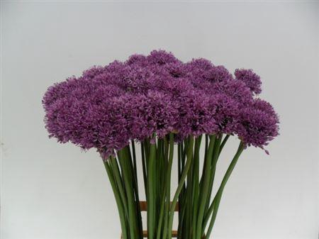 <h4>ALLIUM GLADIATOR</h4>