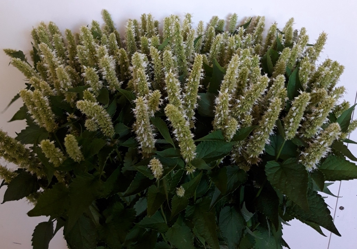 AGASTACHE OV