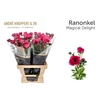 Ranunculus Magical Delight