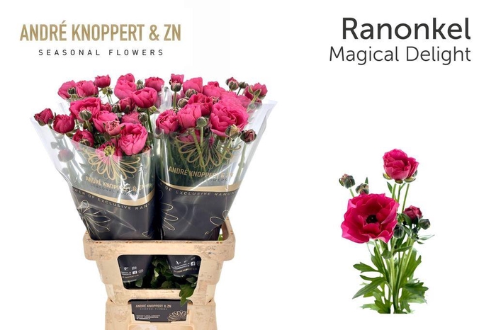 Ranunculus Magical Delight