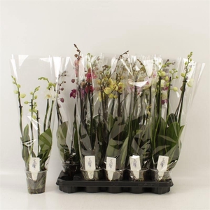 PHAL GEM