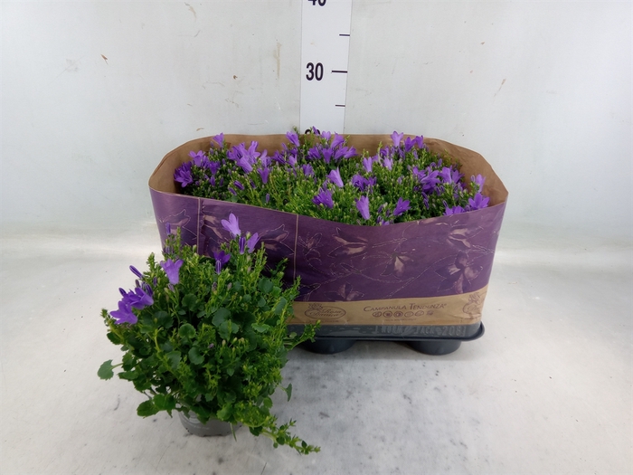 <h4>Campanula porten. 'Blueone'</h4>