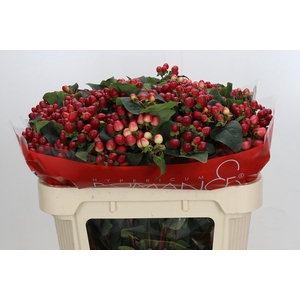 Hypericum True Romance Spray