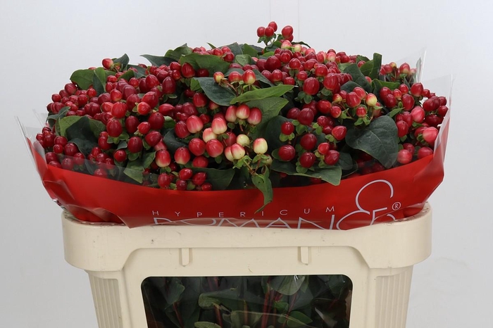 <h4>Hypericum True Romance Spray</h4>