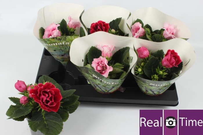 <h4>SINN SONATA GEM</h4>