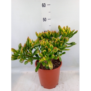 Crassula ovata 'Horn Tree'