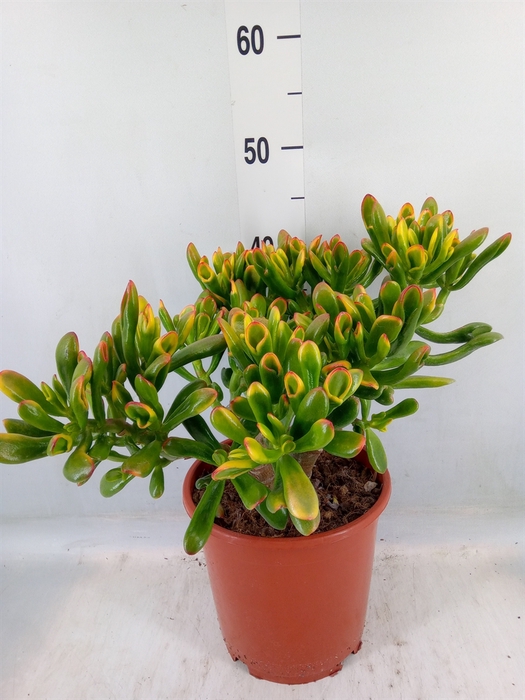 <h4>Crassula ovata 'Horn Tree'</h4>