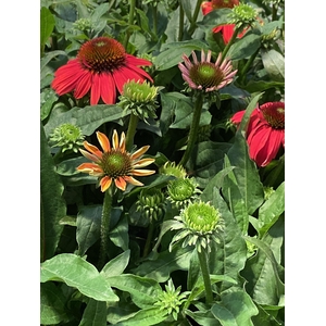 Echinacea purpurea 'Red'