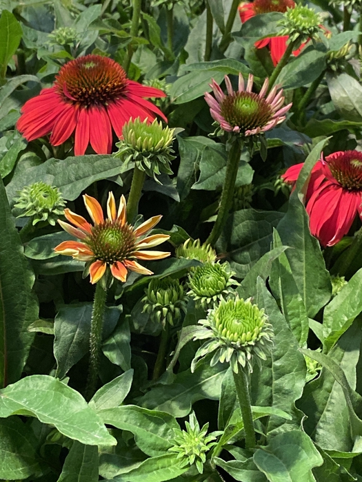 <h4>Echinacea purpurea 'Red'</h4>