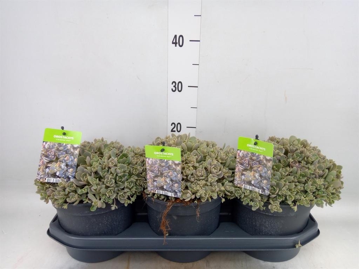 <h4>Orostachys furusei</h4>