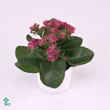 Kalanchoe Bromo