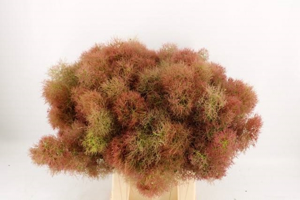 <h4>COTI C YOUN L DECOR</h4>