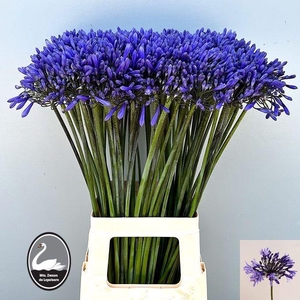 Agap Dr Brouwer