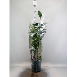 Zamioculcas zamiifolia