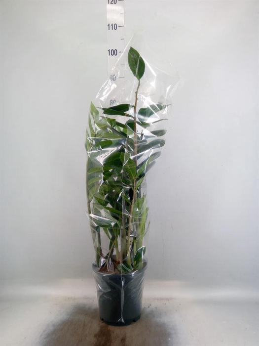 <h4>Zamioculcas zamiifolia</h4>