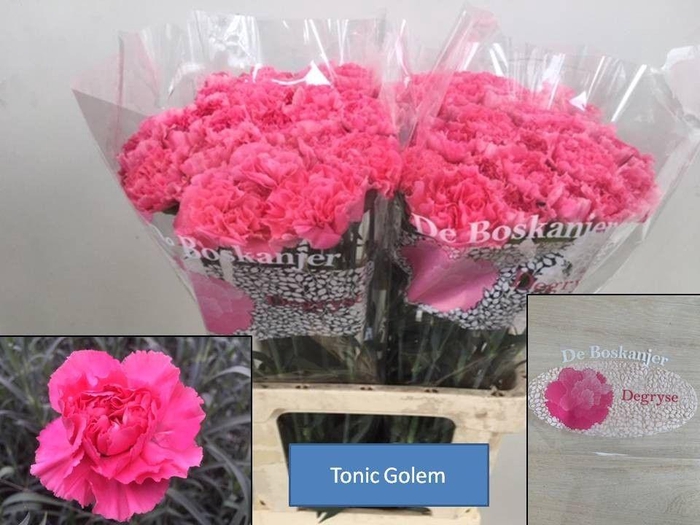 <h4>DI ST TONIC GOLEM</h4>