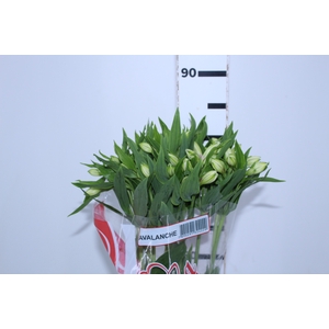 ALSTROEMERIA AVALANGE 080 CM
