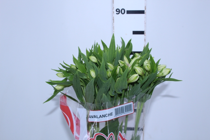 ALSTROEMERIA AVALANGE 080 CM