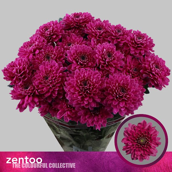 <h4>Chr T Fabienne Purple Zentoo</h4>