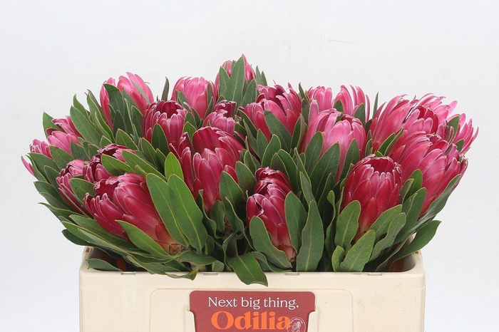 <h4>PROTEA BRENDA</h4>