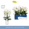 Phalaenopsis wit meer takken