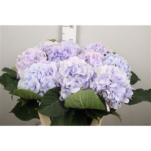 Hydr M Verena Bl Pastel