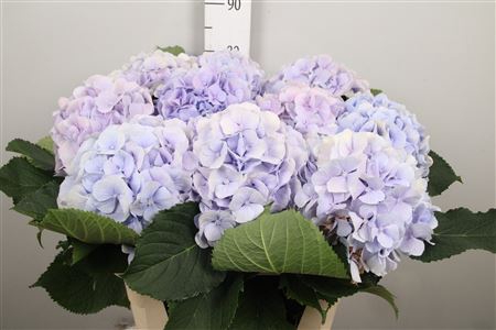 <h4>Hydr M Verena Pastel</h4>