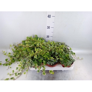 Hedera helix 'White Wonder'