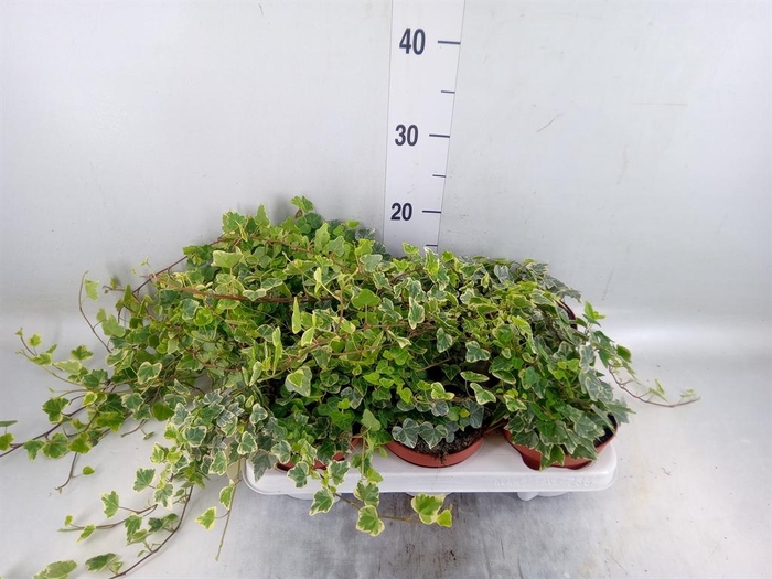 <h4>Hedera helix 'White Wonder'</h4>