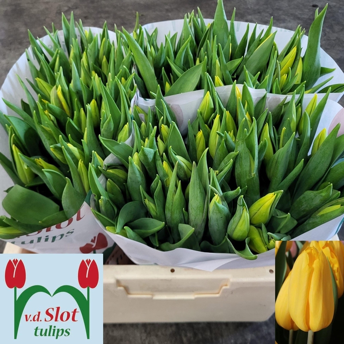 <h4>TU EN STRONG GOLD</h4>