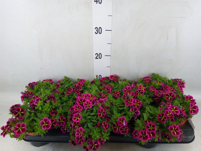 <h4>Calibrachoa  'Cabaret Good N Kiss'</h4>