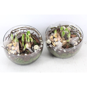 arr4 Narcis MB - Glas halve maan 402/2