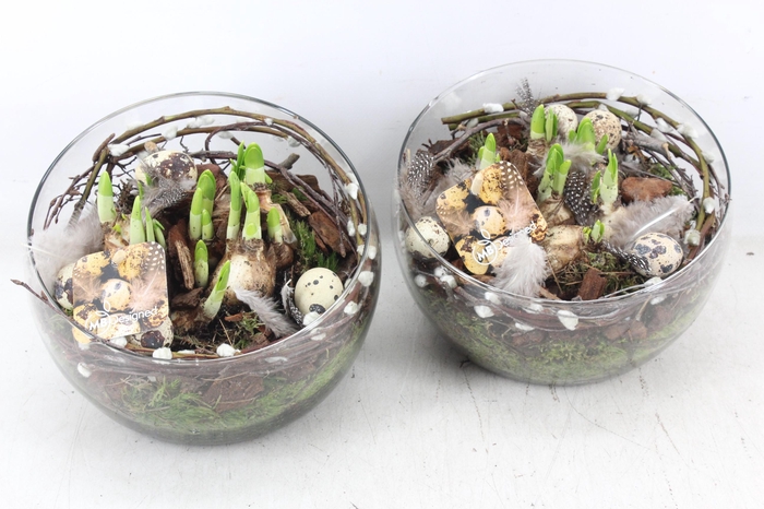 <h4>arr4 Narcis MB - Glas halve maan 402/2</h4>