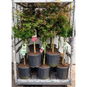 ACER PALMATUM