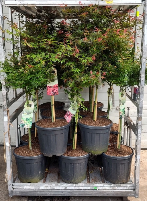 <h4>ACER PALMATUM</h4>