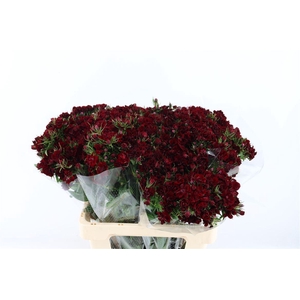 Di Barb Doblino Pc Dark Red